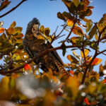 A Red-tailed Black Cockatoo in a tree on Magnetic Island