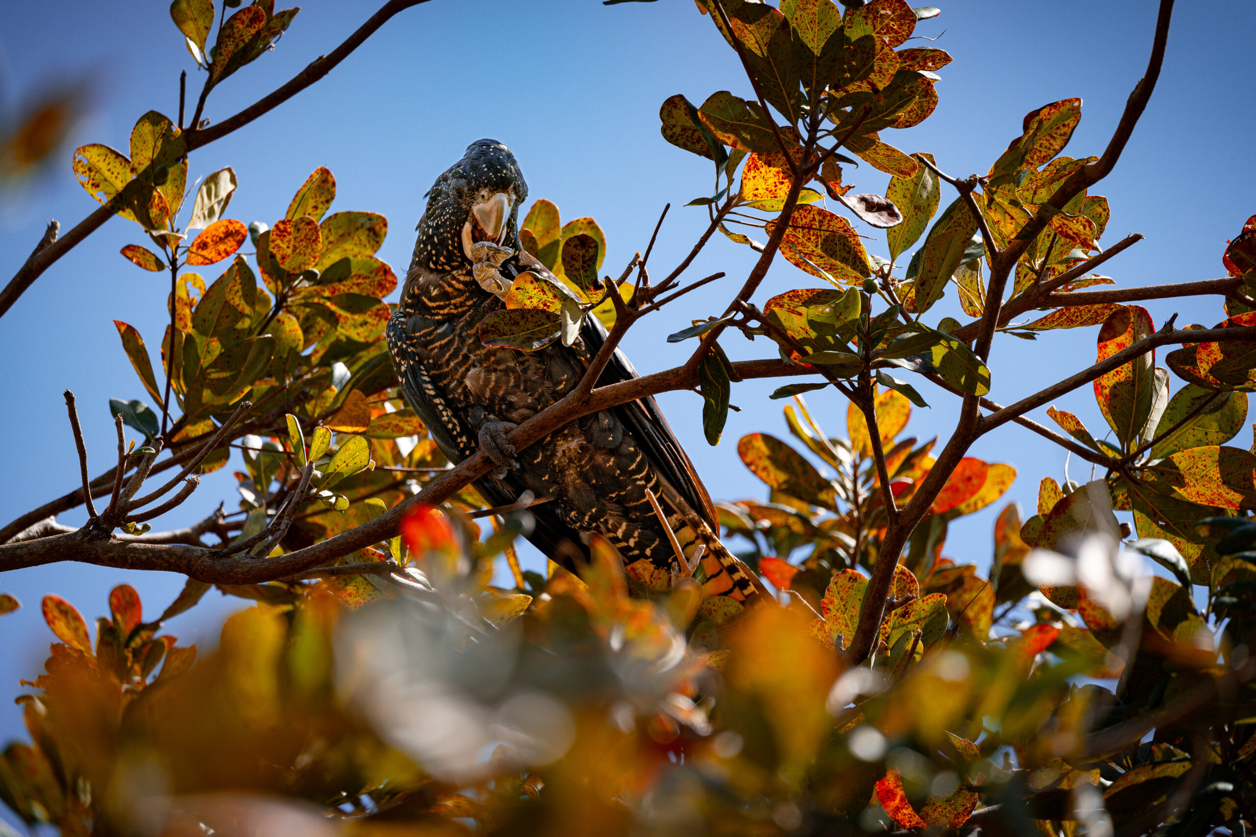 A Red-tailed Black Cockatoo in a tree on Magnetic Island